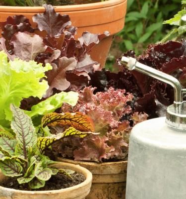 Gärtnern in der Kiste Liebe Deinen Garten DE